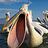 pelican